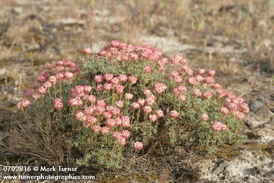 Eriogonum thymoides