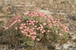 Thyme Desert Buckwheat