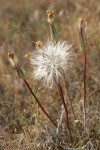 False Agoseris fruiting (seed) head