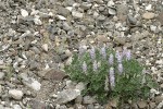 Dry Ground Lupine on screen slope