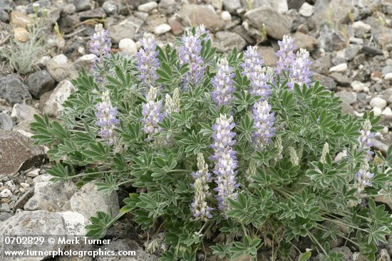 Lupinus aridus (L. lepidus var. aridus)