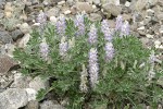 Dry Ground Lupine