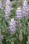 Dry Ground Lupine blossoms & foliage