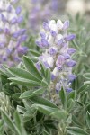 Dry Ground Lupine blossoms & foliage detail