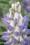 Dry Ground Lupine blossoms extreme detail