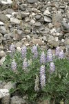 Dry Ground Lupine on screen slope