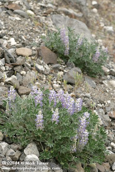 Lupinus aridus (L. lepidus var. aridus)