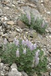 Dry Ground Lupine on screen slope