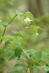 Hooker's Fairybell