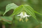 Hooker's Fairybell blossoms & foliage detail