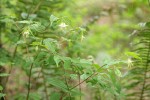 Hooker's Fairybell