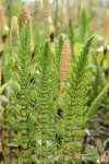 Giant Horsetail sterile & fertile stems