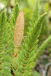 Giant Horsetail sterile & fertile stems detail
