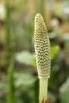Giant Horsetail fertile stem detail