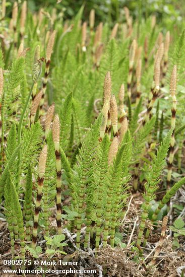 Equisetum telmateia