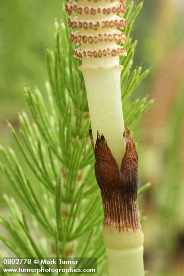 Equisetum telmateia