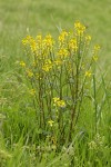 Early Yellowrocket