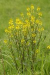 Early Yellowrocket