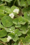 Burrowing Clover blossoms & foliage