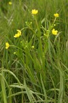 Water Plantain Buttercup