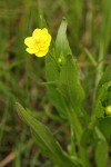 Water Plantain Buttercup blossom & foliage detail