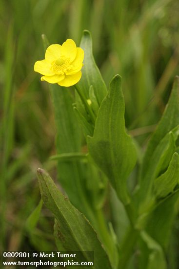 Ranunculus alismifolius