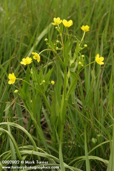 Ranunculus alismifolius