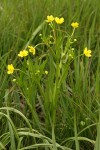 Water Plantain Buttercup