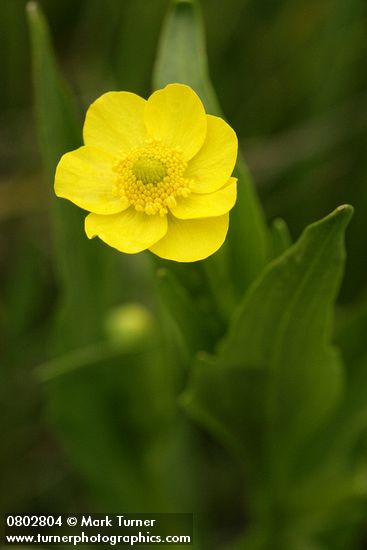 Ranunculus alismifolius