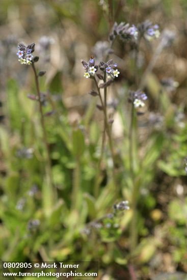 Myosotis discolor