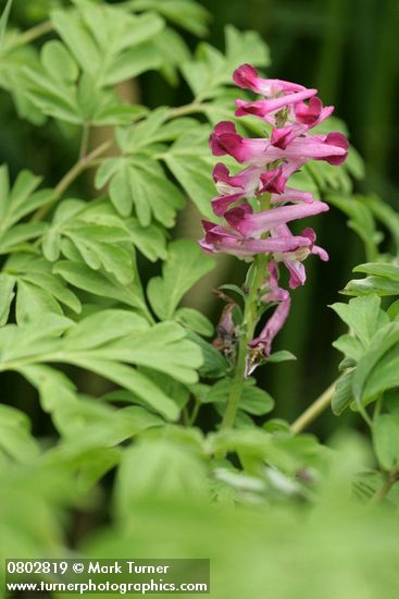 Corydalis scouleri