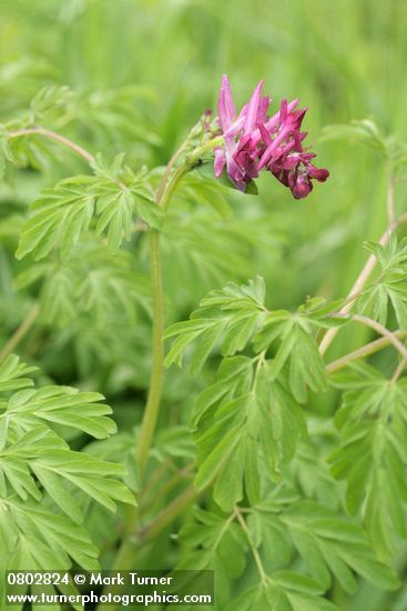 Corydalis scouleri