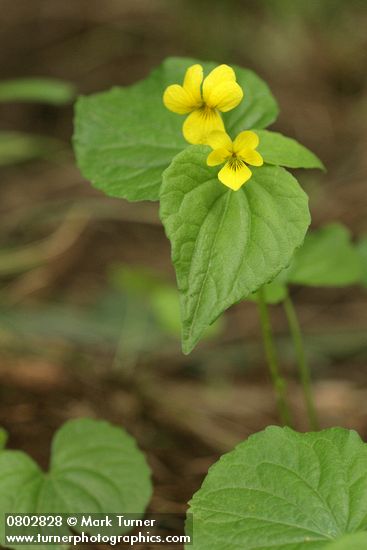 Viola glabella