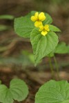 Smooth Yellow Violet blossoms & foliage