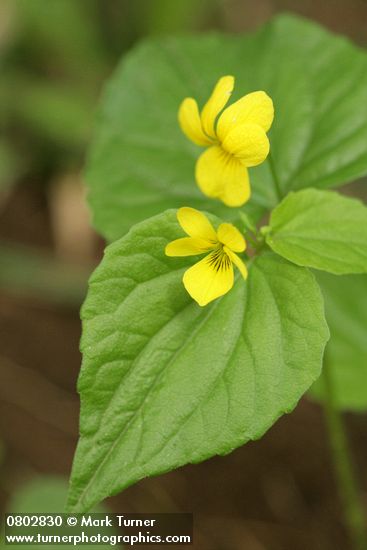 Viola glabella