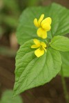 Smooth Yellow Violet blossoms & foliage detail