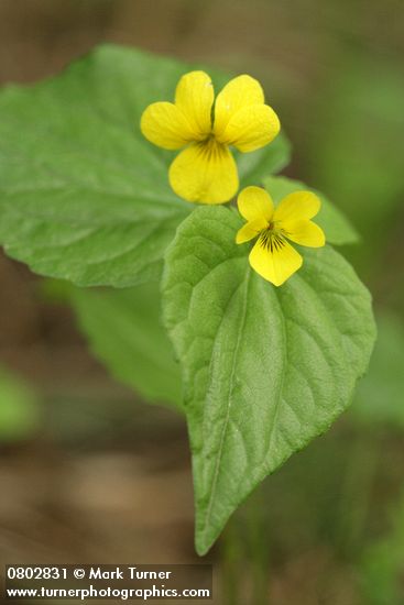 Viola glabella