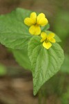 Smooth Yellow Violet blossoms & foliage detail