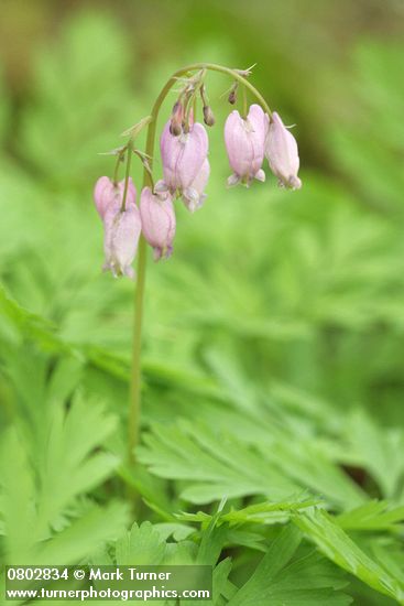 Dicentra formosa