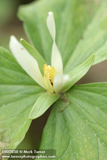 Trillium parviflorum