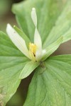 Small-flowered Trillium blossom detail