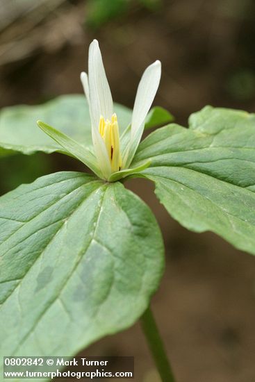 Trillium parviflorum