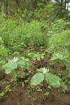 Small-flowered Trilliums in habitat w/ Snowberries