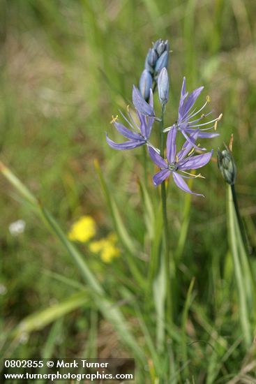 Camassia quamash