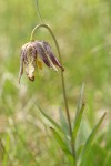 Mission Bells (Checker Lily) blossom & foliage