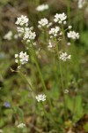 Barestem Teesdalia