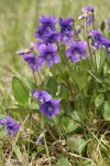 Early Blue Violets