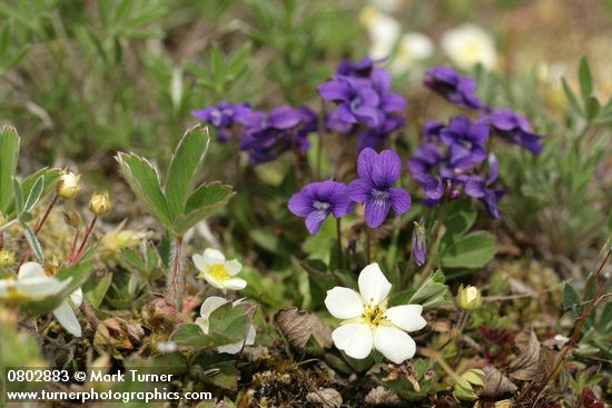 Viola adunca; Fragaria virginiana