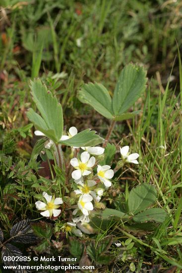 Fragaria virginiana