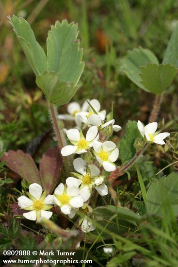 Fragaria virginiana